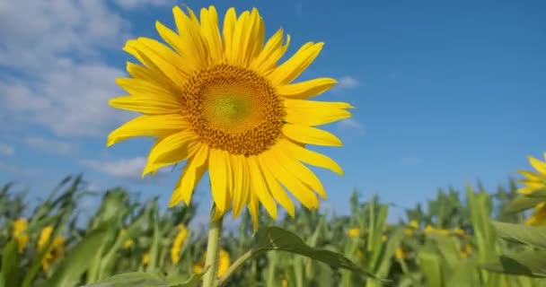 Nahaufnahme Sonnenblume Flattert Wind Auf Blauem Himmel Hintergrund — Stockvideo