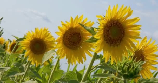Nahaufnahme Sonnenblumen Flattern Wind Auf Blauem Himmel Hintergrund — Stockvideo