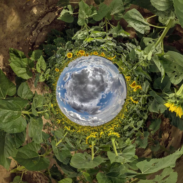 Inversion of little planet transformation of spherical panorama 360 degrees. Spherical abstract aerial view on sunflowers field with awesome beautiful clouds. Curvature of space.