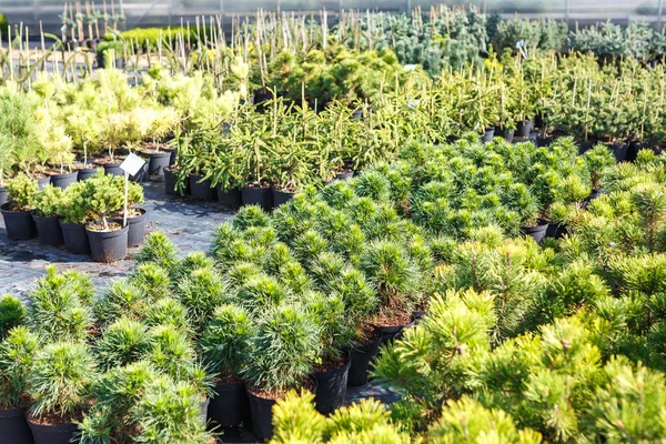Plantacja Młodych Drzew Iglastych Szklarni Dużą Ilością Roślin — Zdjęcie stockowe