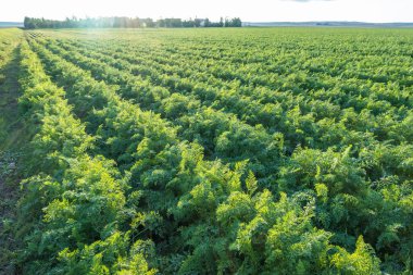 Bir sürü bitkisi olan seradaki taze havuç çiftliği.