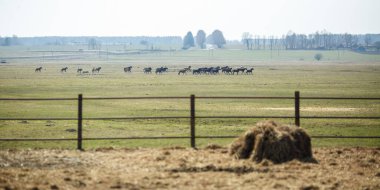 Tarlada büyük bir at sürüsü var. Beyaz Rusya askere alma atı cinsi. Özgürlük ve bağımsızlığın sembolü 