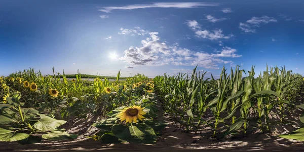 360 Απρόσκοπτη Θέα Hdri Πανόραμα Στο Πεδίο Καλαμπόκι Και Ηλιοτρόπια — Φωτογραφία Αρχείου