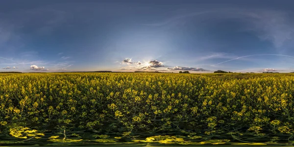 360 Dikişsiz Hdri Panorama Görünümü Kolza Tarlaları Arasında Bahar Akşamı — Stok fotoğraf