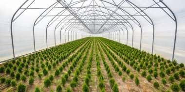 rows of young conifers in greenhouse with a lot of plants on plantation clipart