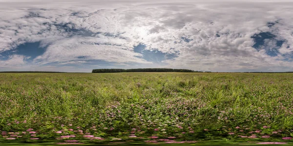 Vista Panorámica 360 Hdri Sin Costuras Entre Campo Trébol Rosa — Foto de Stock