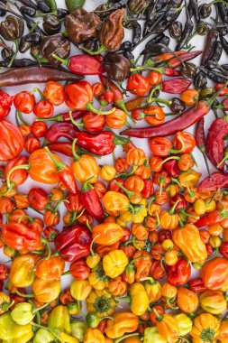 a colorful mix of the hottest chili peppers clipart