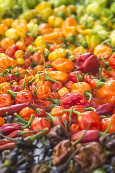 Een kleurrijke mix van de heetste chili peppers — Stockfoto