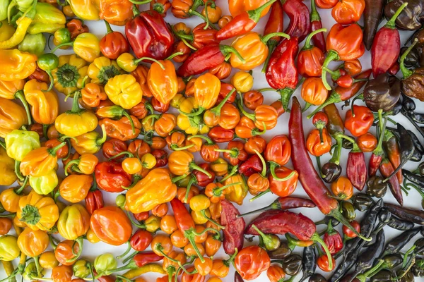 Een kleurrijke mix van de heetste chili peppers — Stockfoto