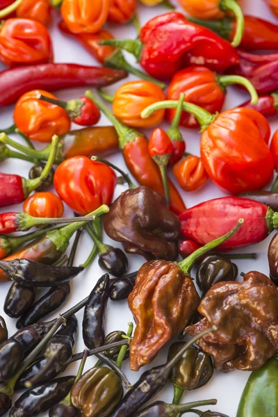 Een kleurrijke mix van de heetste chili peppers — Stockfoto