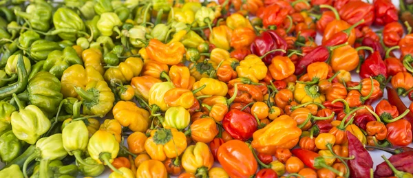 A colorful mix of the hottest chili peppers Royalty Free Stock Images