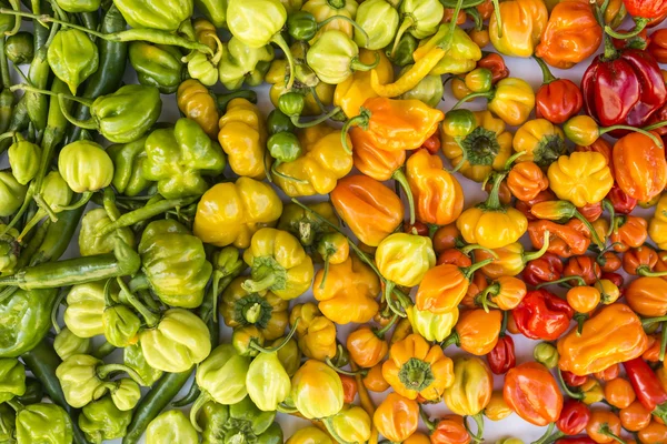 A colorful mix of the hottest chili peppers Stock Image