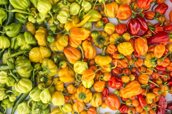 Een kleurrijke mix van de heetste chili peppers Rechtenvrije Stockafbeeldingen