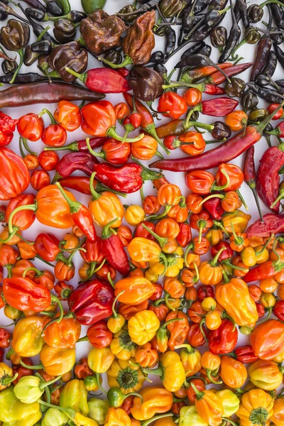 A colorful mix of the hottest chili peppers Stock Photo