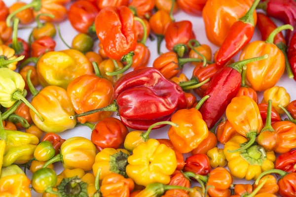 Een kleurrijke mix van de heetste chili peppers Rechtenvrije Stockafbeeldingen