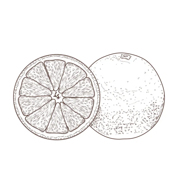 Sliced orange fruits isolated on a white background. Hand drawn line art. Retro design. Vector illustration. — Stock Vector