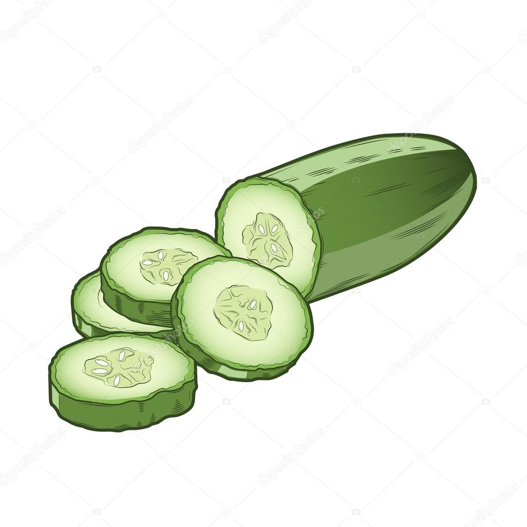 Sliced cucumber isolated on a white background. Color line art. Retro design. Vector illustration.