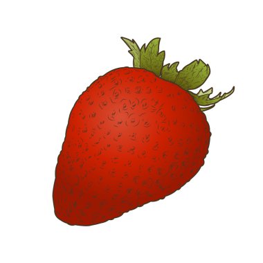 Beyaz bir arka plan üzerinde izole çilek meyve. çizilen renk Hat sanatı el. retro tasarımı. vektör çizim.