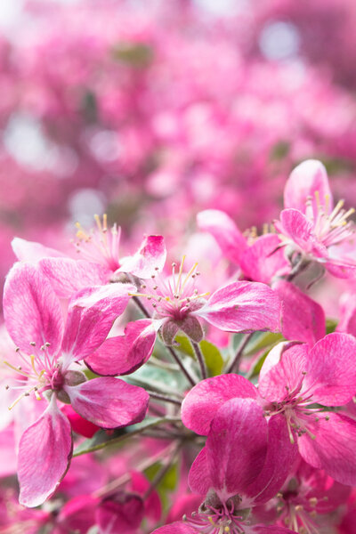 Branch of cherry blossoms in the garden