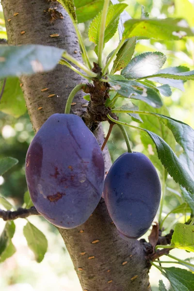 Ripe plums hanging from a tree in an orchard — Stock Photo, Image