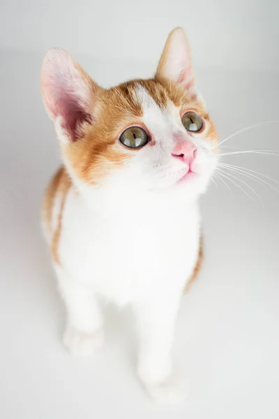 Pequeno gato vermelho — Fotografia de Stock