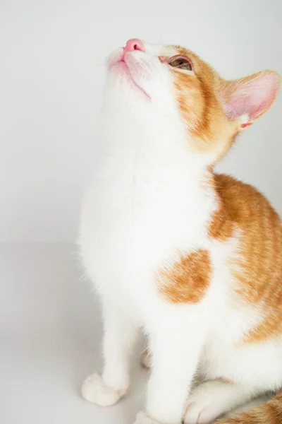 Pequeno gato vermelho — Fotografia de Stock