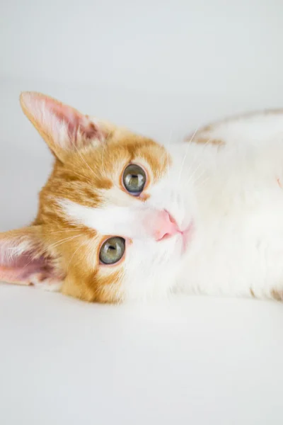 Gattino rosso — Foto Stock