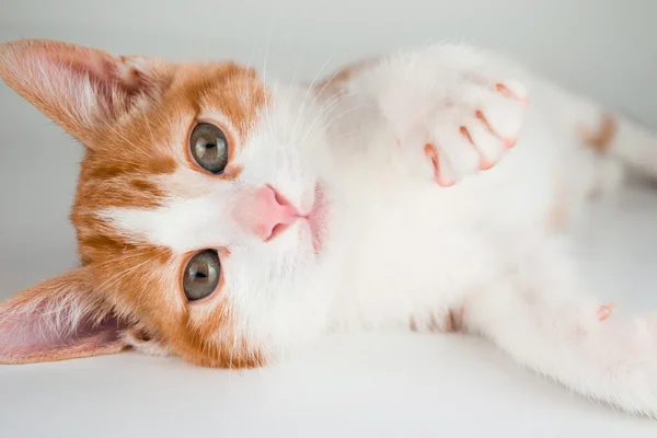 Маленький червоний кіт — стокове фото