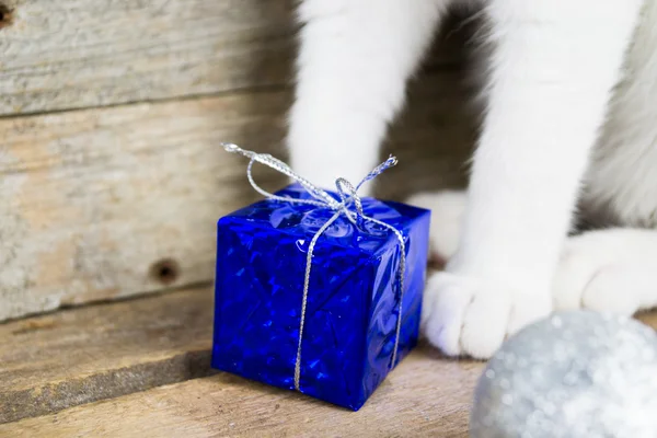 Kat en een cadeau — Stockfoto