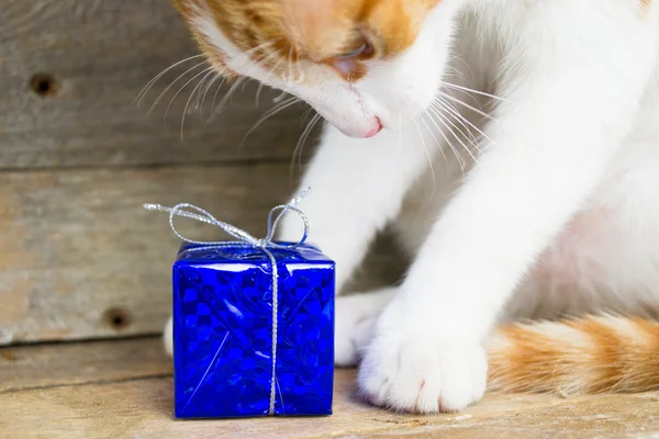 Katze und ein Geschenk — Stockfoto