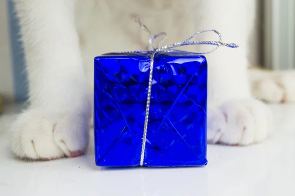 Cat and a gift — Stock Photo, Image