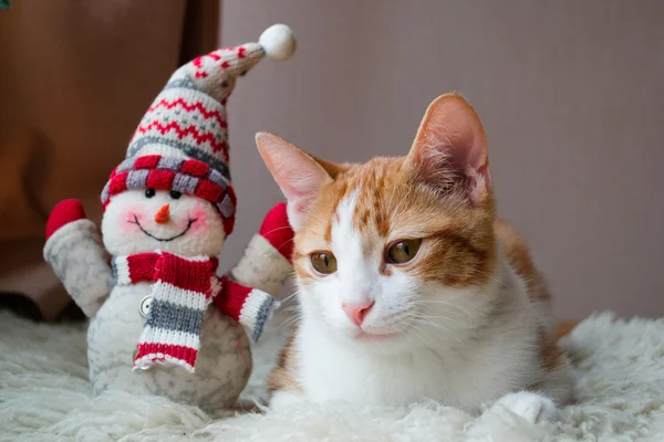 Rode kat aanbrengen in de buurt van sneeuwpop — Stockfoto