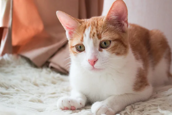 Ловкий рыжий кот на меховом ковре — стоковое фото