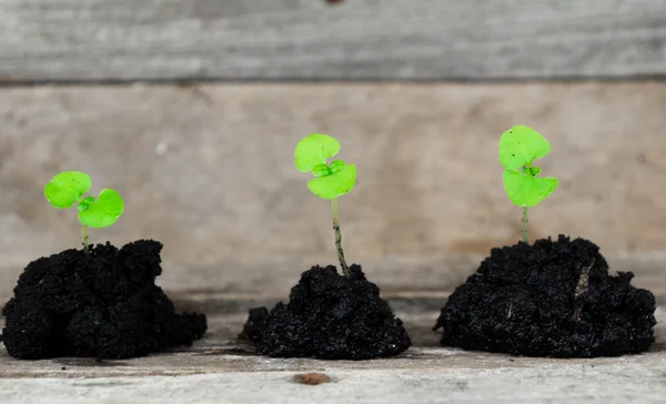 Brote verde que crece a partir de semillas. Símbolo de primavera, concepto de nueva vida — Foto de Stock