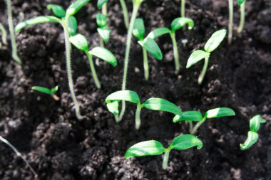 Bir kutu içinde domates fidesi