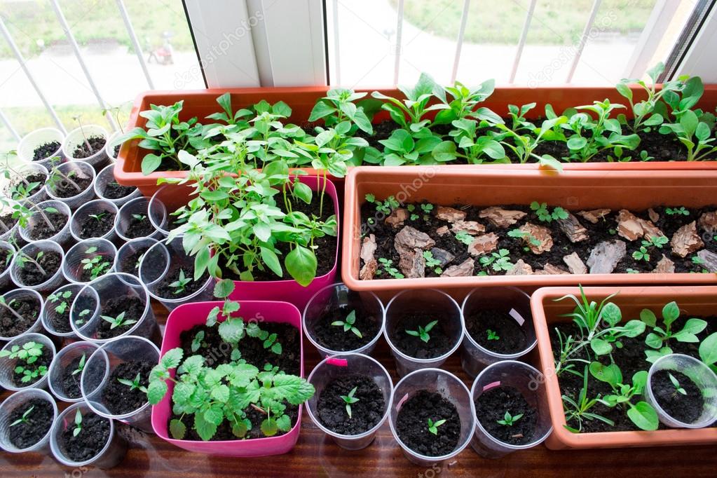 Seedlings on a windowsill