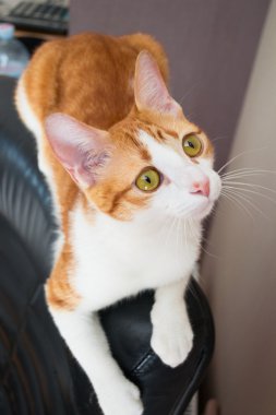 Kırmızı kedi siyah deri koltuk üzerinde yalan