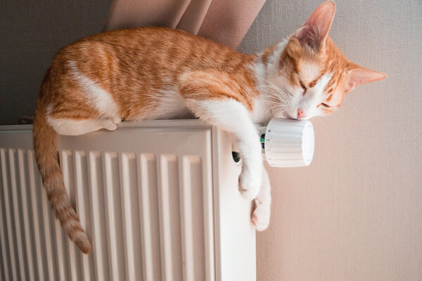 Красная кошка отдыхает на теплом радиаторе
