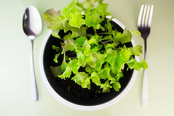 Butter lettuce salad in soil with fork and spoon — Stock Photo, Image