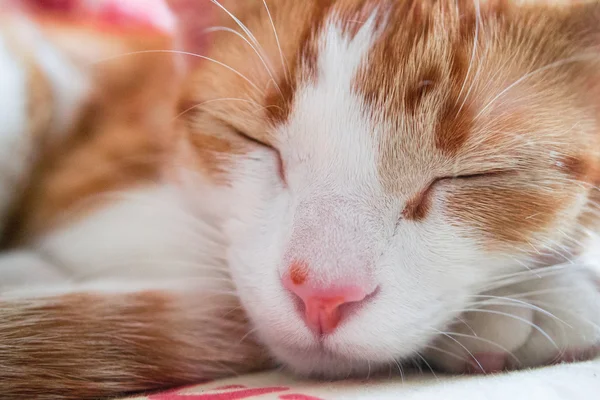 Pacifico arancio rosso tabby gatto maschio gattino rannicchiato fino dormire — Foto Stock