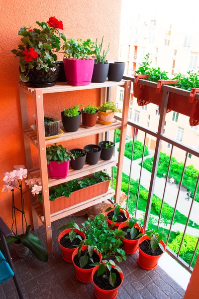 Pequeño jardín de hierbas y flores construido en pequeño jardín balcón — Foto de Stock