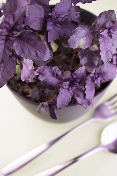 Purple basil growing in the flowerpot isolated on the white background — Stock Photo, Image