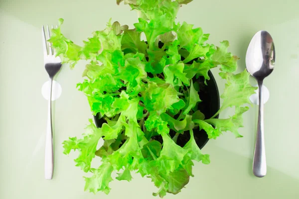 Butter lettuce salad in soil with fork and spoon — Stock Photo, Image