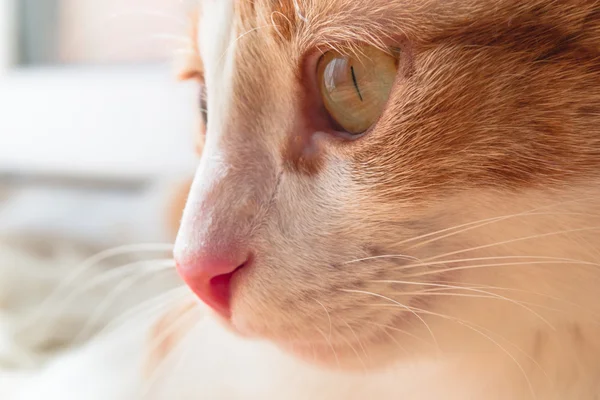 Gato jengibre pacífico — Foto de Stock