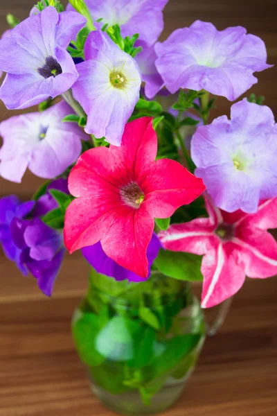 Colorida petunia florece en una jarra de vidrio —  Fotos de Stock