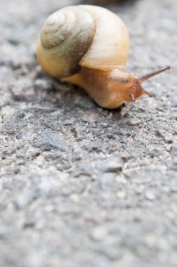 Yavaş asfalt üzerinde sürünerek salyangoz