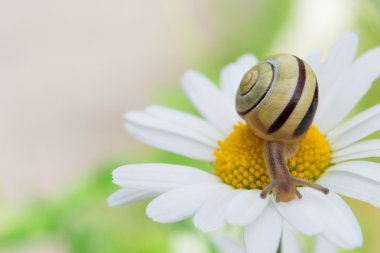 Bahçe salyangoz bir papatya üzerinde oturur