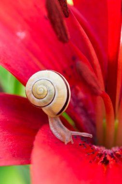 Salyangoz ve kırmızı lily çiçek