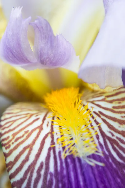 Bahar konsepti olarak mavi ve mor iris çiçeğinin taç yaprakları. — Stok fotoğraf
