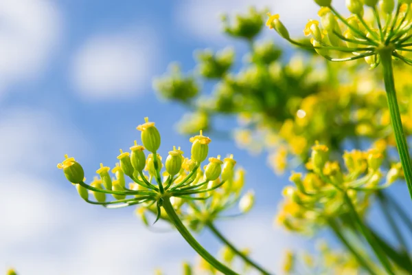 Green dill flower isolated on blue sky. — Stock Photo, Image